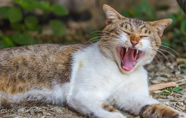 自然を背景に可愛い猫 — ストック写真