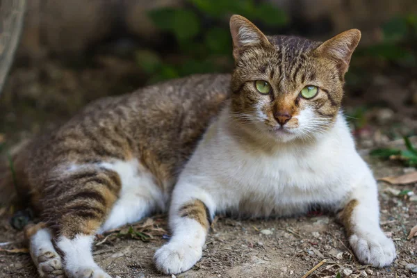 自然を背景に可愛い猫 — ストック写真