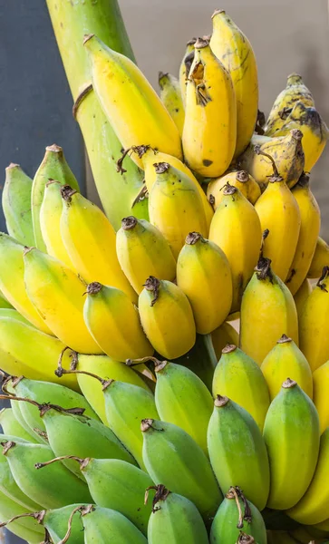 Fresh Cultivated banana — Stock Photo, Image
