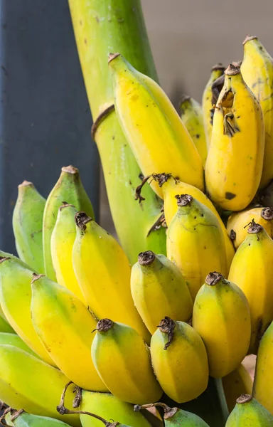 Plátano fresco cultivado — Foto de Stock