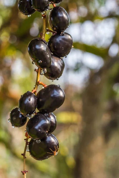 Fresh Luna nut in garden — Stock Photo, Image