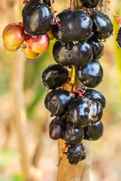 Fresh Luna nut in garden — Stock Photo, Image