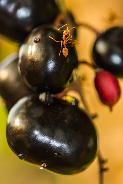 Red ant on fruit — Stock Photo, Image