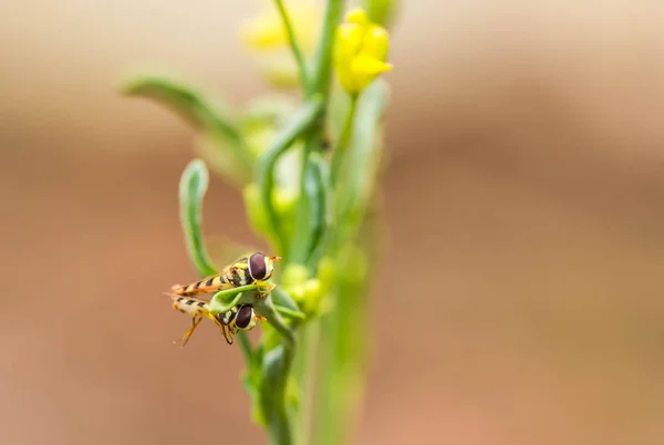 Bee parning på filial — Stockfoto