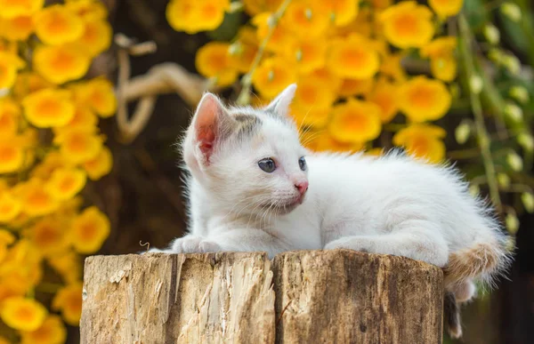 Lindo gato en la naturaleza fondo —  Fotos de Stock