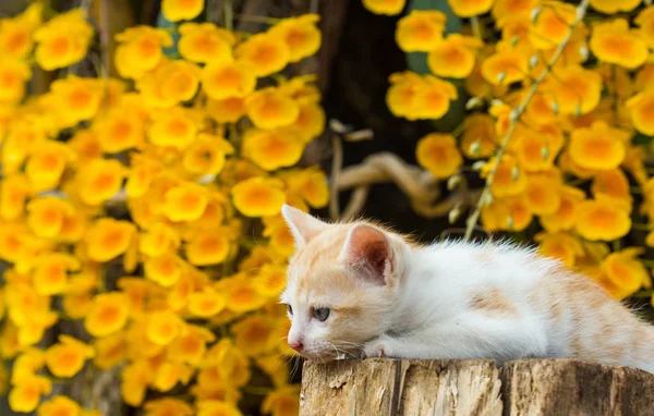 Jovem gato bonito no fundo flor amarela — Fotografia de Stock