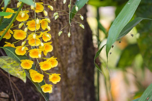 Orquídea amarela.Dendrobium lindleyi Steud . — Fotografia de Stock