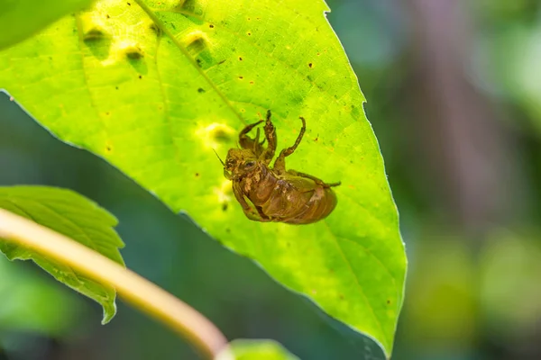 Cicada Bug slough tertutup di latar belakang alam — Stok Foto