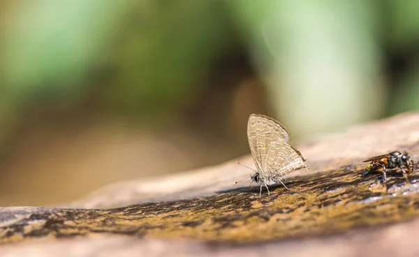Doğa arka plan üzerinde küçük kelebek — Stok fotoğraf