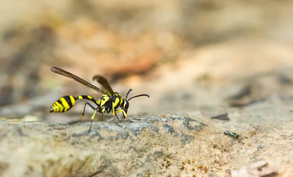 Poco insecto avispón en el fondo de la naturaleza — Foto de Stock