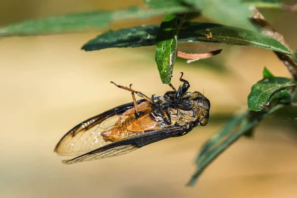 Закритий мертвий цикадний жук на фоні природи — стокове фото