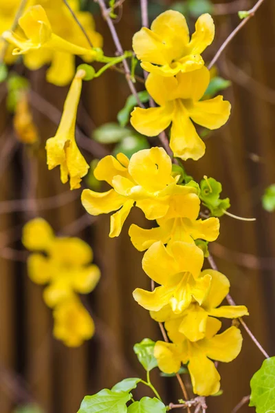 Wszystkie żółte kwiaty na tle natury — Zdjęcie stockowe
