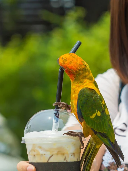 Симпатичная птица попугай на чашке кофе — стоковое фото