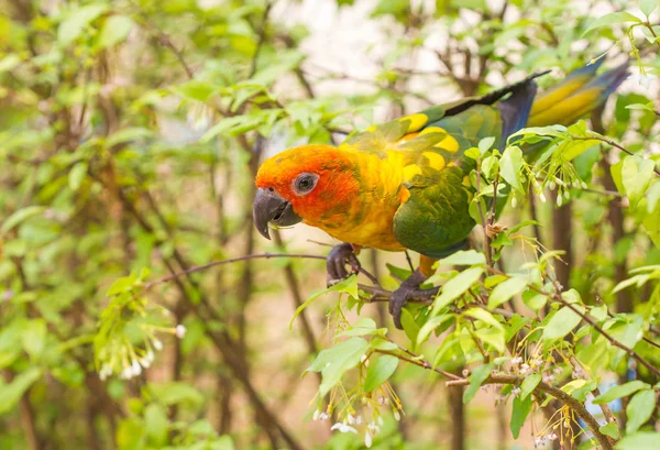 Pássaro papagaio bonito no ramo — Fotografia de Stock