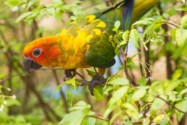 Pássaro papagaio bonito no ramo — Fotografia de Stock