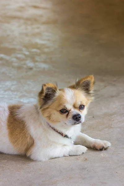 Schattig hond op natuur achtergrond — Stockfoto