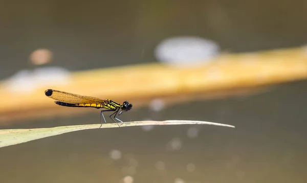 Damselfly rest on the leaf — Stock Photo, Image