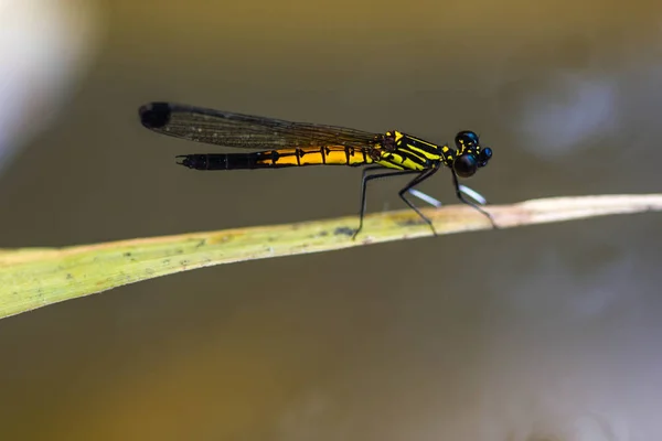 Damselfly resto na folha — Fotografia de Stock