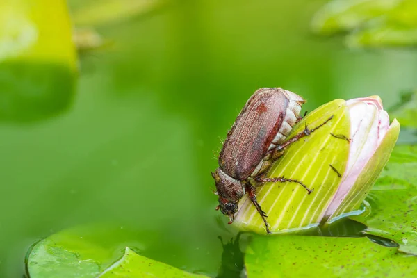 Common cockchafer on lotus flower — Stock Photo, Image