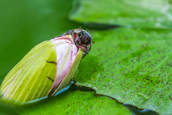 Common cockchafer on lotus flower — Stock Photo, Image