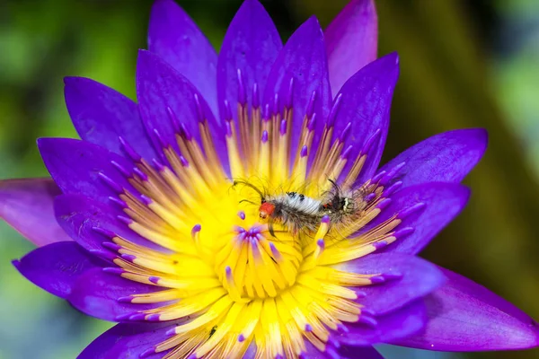 Pequeña mosca sobre flor de loto púrpura — Foto de Stock