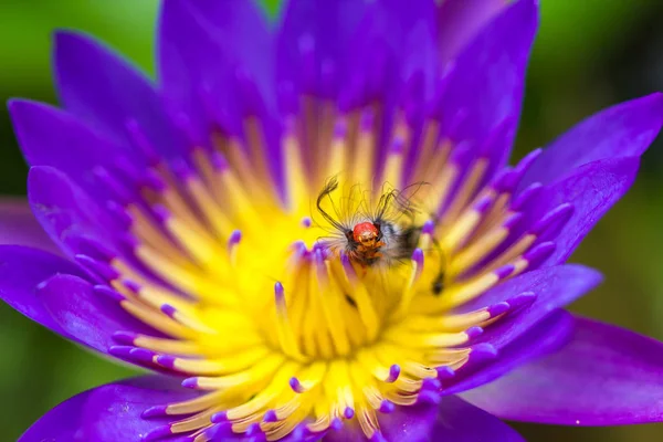 Vers papillon sur fleur de lotus — Photo