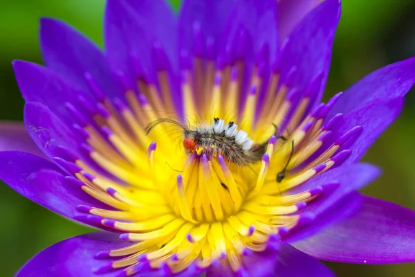 Vers papillon sur fleur de lotus — Photo