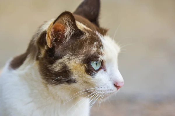 自然を背景に可愛い猫 — ストック写真