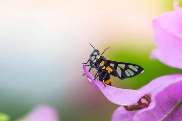 Tiger Grass Borer sullo sfondo della natura — Foto Stock