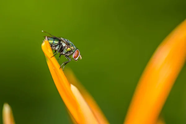 自然の背景に昆虫を飛ばす — ストック写真