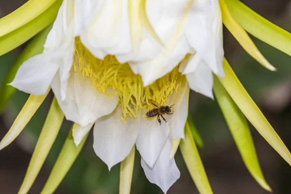 Pequeña abeja en flor de fruta de dragón — Foto de Stock