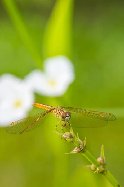 Dragonfly, Dragonflies of Thailand ( Agriocnemis minima ), Drago — Stock Photo, Image