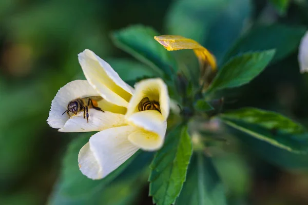 Маленька бджола на дикій квітці — стокове фото