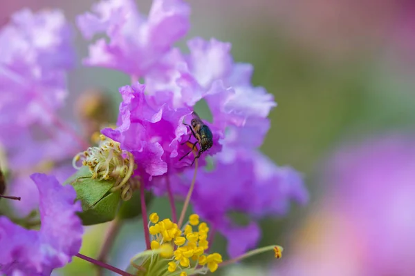Malá moucha na purpurové květině — Stock fotografie