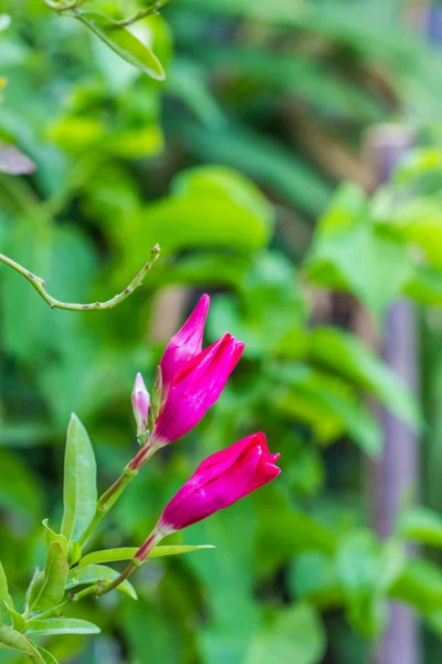 Flor roja sobre fondo de la naturaleza — Foto de Stock