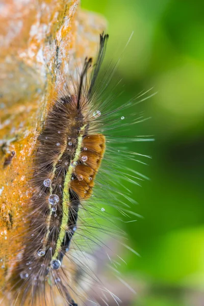 Vierme fluture pe ramură — Fotografie, imagine de stoc