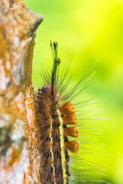 Verme farfalla su ramo — Foto Stock