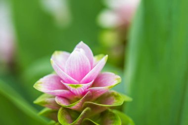  Siyam Lale doğa geçmişi üzerine