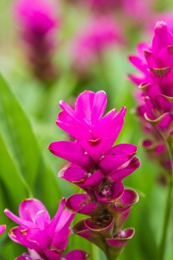  Siyam Lale doğa geçmişi üzerine