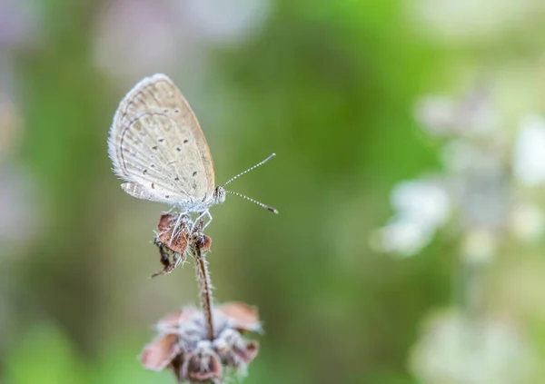 Doğa arka plan üzerinde küçük kelebek — Stok fotoğraf