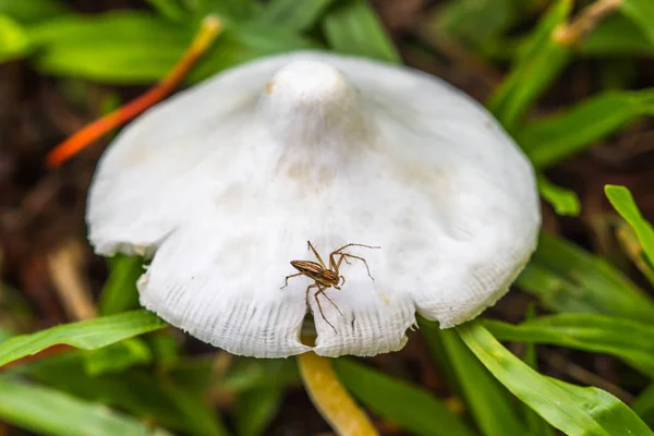 Lynx spider on white mushroom — Stock Photo, Image