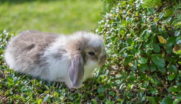 Lindo Conejo Naturaleza Fondo — Foto de Stock