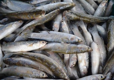 Ham ve taze balık deniz ürünleri pazarı, Tayland