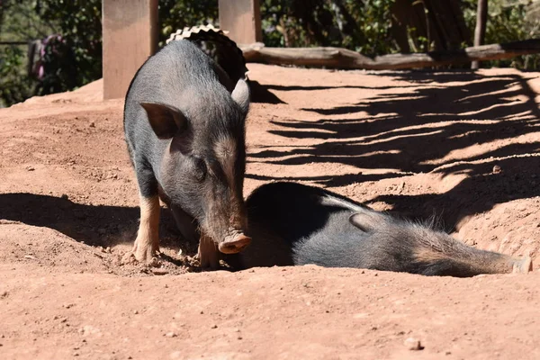 2只野猪住在农村 猪动物住在泰国 — 图库照片