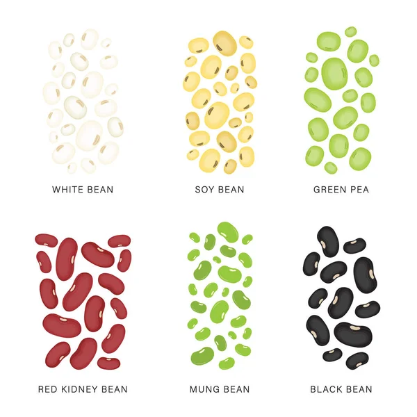 Set Beans Nuts Organic Healthy Food Vector Illustration — Stock Vector