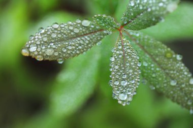 Yeşil yapraktaki yağmur damlaları