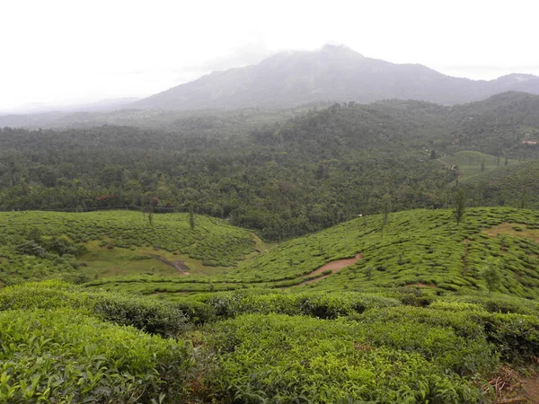 Пейзаж Чайной Плантации Горах — стоковое фото