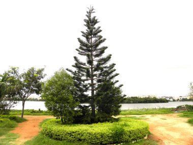 Bahçedeki çam ağacı