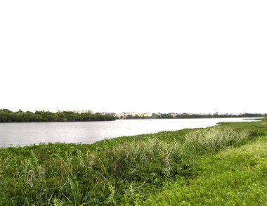 Göl kenarındaki yeşil çimenler