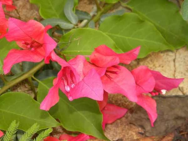 Red Color Bougainvillea Flowers — Stock Photo, Image